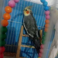 عروس و مرغ عشق|پرنده|مشهد, نیزه|دیوار