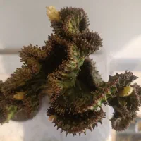 فروش انواع افوربیا،کاکتوس و گل گیاهان اپارتمانی|گل و گیاه طبیعی|کرج, شهرک اوج|دیوار