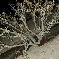 تعداد ۷۰۰اصله درخت قله ۲۷ساله زرشک