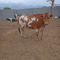 ۴عددگاو ابستن  سنگین