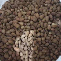 بادام کوهی تلخ( قابل شیرین کردن)