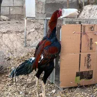 تخم مرغ لاری