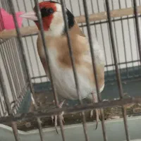 سهره دهن لر ول ول دار