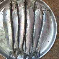 ماهی خارو متوسط