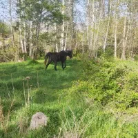 اسب|اسب و تجهیزات اسب‌سواری|بیضا, |دیوار