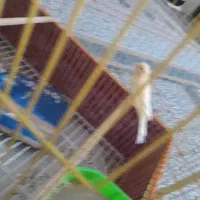قناری ماده بدون قفس