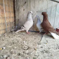 سبز و سرخ دم سفید|پرنده|بیرجند, |دیوار