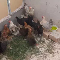 فروش مرغ و خروس جوان