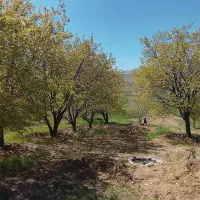 باغ دینور روستای کرج