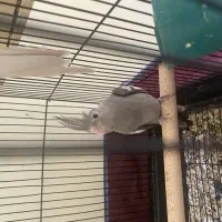 جوجه هلندی|پرنده|شیراز, کوشک میدان|دیوار