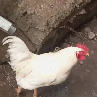 معاوضه خروس اصیل محلی همراه با مرغ