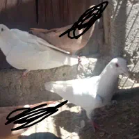 سفید
