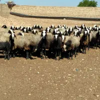 ۱۰عددمیش دوقلو بره دار