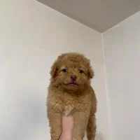 پودل مینیاتور قیمت اقتصادی