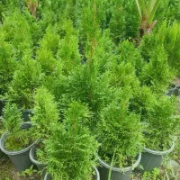 فروش پالم|گل و گیاه طبیعی|واجارگاه, |دیوار