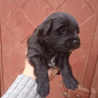 اشپیتز  ترییر