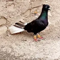 جفت کبوتر سرکی دمسفید