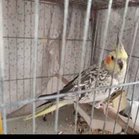یک جفت عروس هلندی