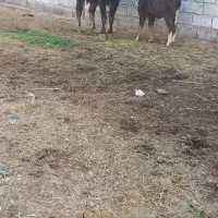 گاومیش گوساله ماده شیری|حیوانات مزرعه|اهواز, دغاغله|دیوار