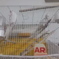 عروس هلندی نرماده نر صحبتی