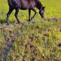 دو راس مادیان مشکی و سیانیله|اسب و تجهیزات اسبسواری|پرهسر, |دیوار