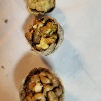 گردو دماوند چرب و خوش مغز