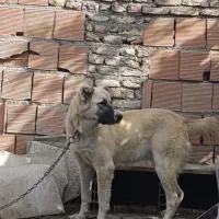 واگذاری سگ ماده ترکمن دم فحل|سگ|بندر ترکمن, |دیوار
