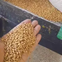 خرید و فروش گندم جو و غیره..|اسکان اضطراری|الیگودرز, |دیوار