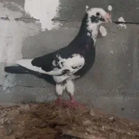 کبوتر رنگ