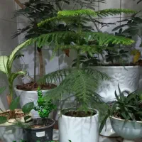 درختچه ی  طبقاتی