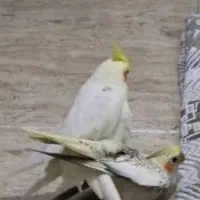 هرگونه سوال درموردعروس هلندیوجوجه داشتین بپرسین