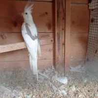 دوکت آلبینو جفت|پرنده|چابهار, |دیوار