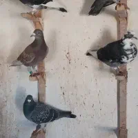 دسته مسافتی