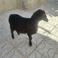 یک عدد بره