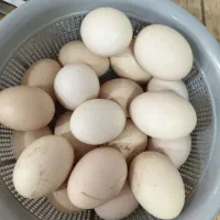 تخم نطفه دار محلی جنگلی و آمریکایی با ضمانت