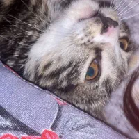 بچه گربه ی گمشده