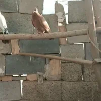 فروش جوجه گره و درجایی|پرنده|رودان, |دیوار