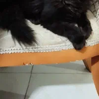 فروش بچه گربه پنج و نیم ماهه نژاد هیمالین