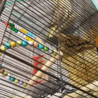 جفت عروس هلندی  و یک عدد سهره خاکی|پرنده|میبد, |دیوار