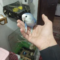 3عد طوطی برزیلی اهلی