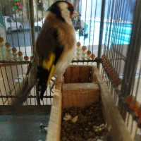 سهره نر دستی|پرنده|تبریز, |دیوار