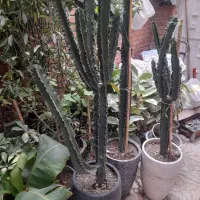 حراج کاکتوس زیزقیمت
