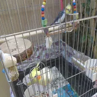 عروس هلندی یک عدد ماده و یک عدد نر