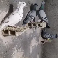 کفتر|حیوانات|تاکستان, |دیوار