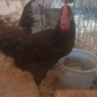 خروس محلی|حیوانات مزرعه|شیراز, ده پیاله|دیوار