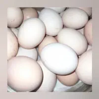 تخم برهما نطفه دار