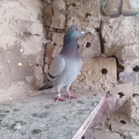 کبوتر یاکفتر|پرنده|تایباد, |دیوار