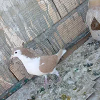 تخم کبوتر|پرنده|سبزوار, قصبه شرقی|دیوار