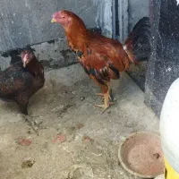 مرغ و خروس