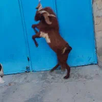 پازن‌برای گله